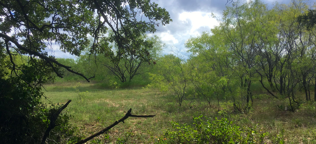 Prime Prairie